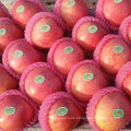 Supplying From Orchard Fresh Red Qinguan Apple